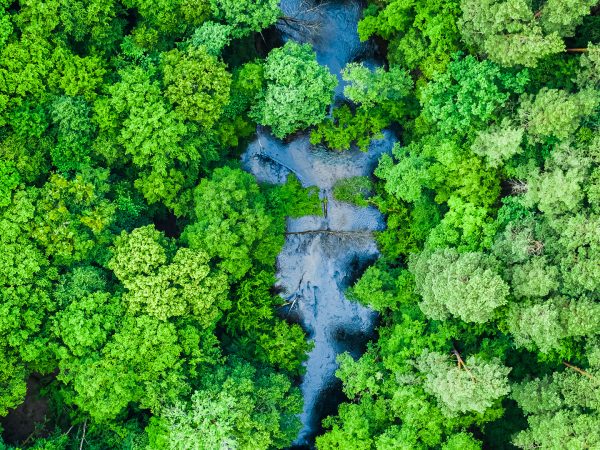 Aerial view of forest and river. Nature in Poland Aerial view of forest and river in summer. Aerial view of nature in Poland, Europe